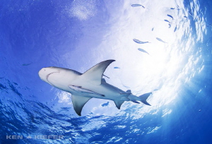 Lemony Freshness!
Lemon Shark in the beautiful waters of... by Ken Kiefer 